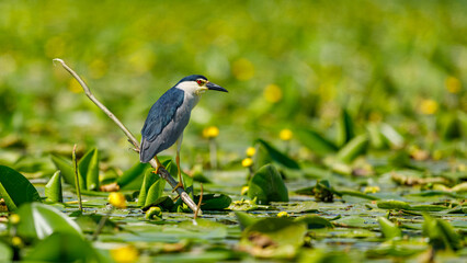 A Night Heron in the wilderness of the Danube Delta in Romania