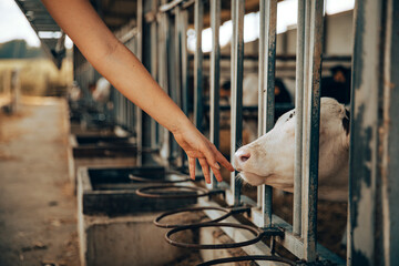 Hand of a young girl trying to pet a calf in a stable