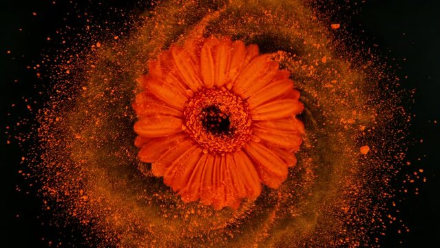 Super slow motion of rotating red gerbera blossom with powder. Colored powder flying around. Isolated on black background. Filmed on high speed cinema camera, 1000 fps.