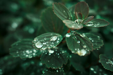 Plant with green leaves in rain