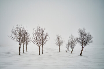 Leafless trees on snowy terrain