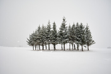 Group of snowy trees in winter forest