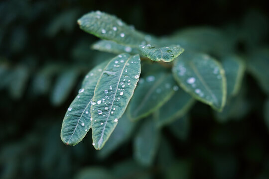 Closeup of green plant with green leaves