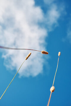 Yellow grass against blue sky