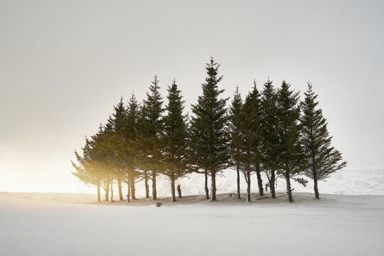 Group Of Trees In Snowy Countryside