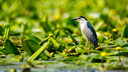 A Night Heron in the wilderness of the Danube Delta in Romania