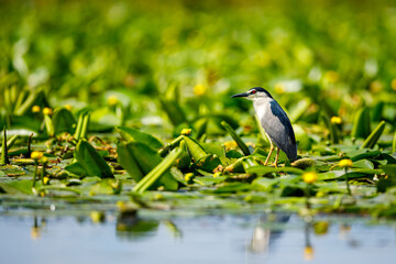 A Night Heron in the wilderness of the Danube Delta in Romania