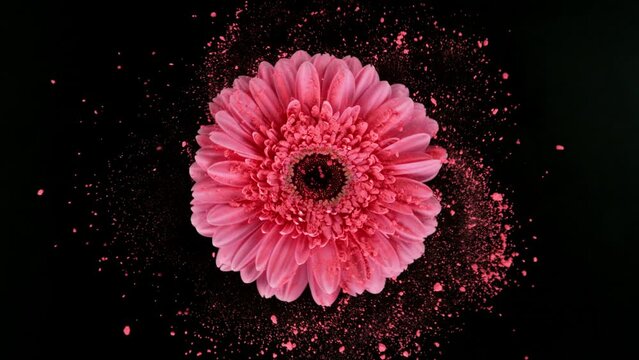 Super slow motion of rotating gerbera blossom with powder. Colored powder flying around. Isolated on black background. Filmed on high speed cinema camera, 1000 fps.