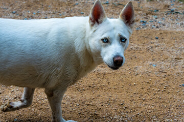 White dog blue eyes. running dog.