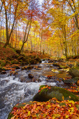 Fototapeta na wymiar mountain river runs through natural park. wonderful nature landscape in fall season. forest in colorful foliage on a sunny day