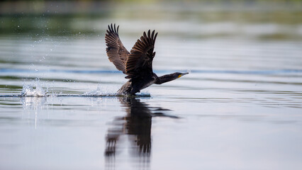 Great black cormorants in the Danube Delta of Romania