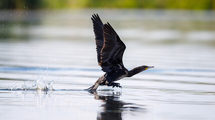 Great black cormorants in the Danube Delta of Romania