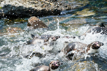 Humboldt penguin image