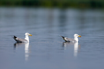 Fototapeta na wymiar A sea gull in the wilderness of the Danube Delta of Romania