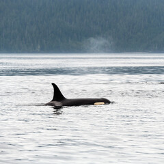 Orca or killer whale (Orcinus orca) exhaling air, Telegraph Cove, Vancouver Island, British Columbia, Canada.