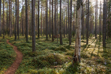 Fototapeta na wymiar forest in autumnOstrobothnia, Finland