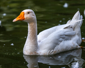 Domestic Goose enjoying Swim in a lake