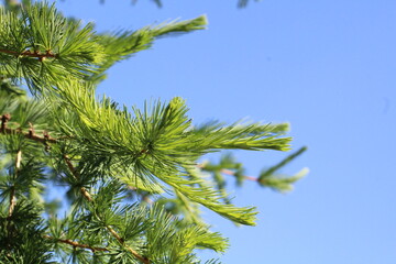 spruce on a background of the blue sky