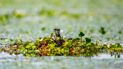 A Great Crested Grebe in the swamps of the Danube Delta in Romania
