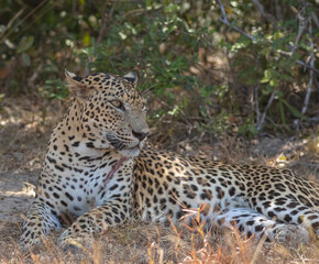 Fototapeta na wymiar An adult male leopard grooming and resting on a rugged terrain with tall brown grass. Natta a Sri Lankan leopard (Panthera pardus kotiya) from Wilpattu National Park, in the island of Sri Lanka. 
