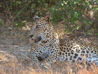 Fototapeta na wymiar An adult male leopard grooming and resting on a rugged terrain with tall brown grass. Natta a Sri Lankan leopard (Panthera pardus kotiya) from Wilpattu National Park, in the island of Sri Lanka. 
