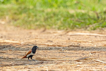 A tri-colored munia searching food in ground