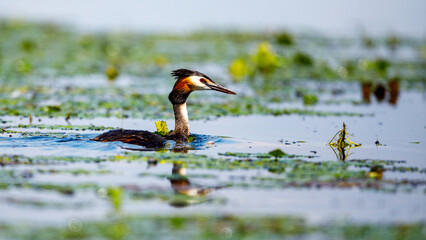 A Great Crested Grebe in the swamps of the Danube Delta in Romania