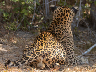Fototapeta na wymiar Testes, testicles, balls of an adult male leopard. Natta, a Sri Lankan leopard (Panthera pardus kotiya) from Wilpattu National Park, on the island of Sri Lanka. 