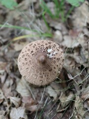mushroom in the forest