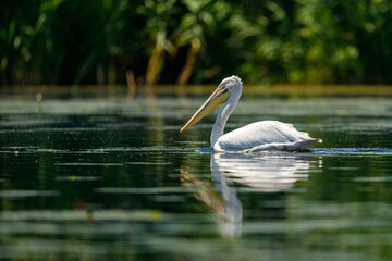A pelican in the wilderness of the Danube Delta in Romania