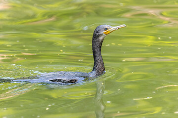 A Great Cormorant in lake in search of food