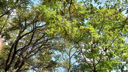 Obraz premium beautiful sky through the woods