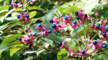 small berries in the park