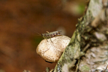 Close up small grasshopper perched on top of young birch polypore mushroom growing from old birch tree.