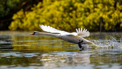 A white mute swan in the wilderness of the danube delta in romania
