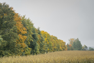 Fototapeta premium autumn landscape somewhere in Belarus