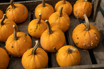 Pumpkins in a wooden crate