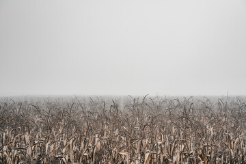 autumn view of the field with corn