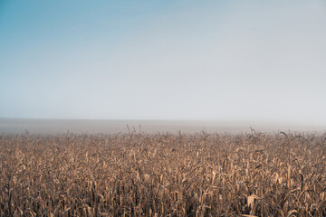 autumn view of the field with corn