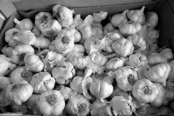close up of garlic bulbs