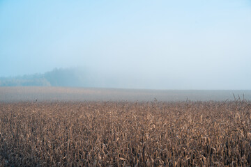 autumn view of the field with corn