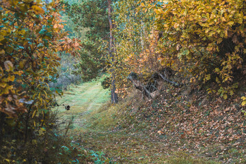 road in autumn in Belarus