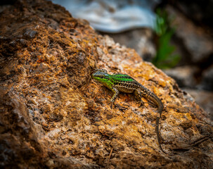Eidechse auf Felsen in Kroatien