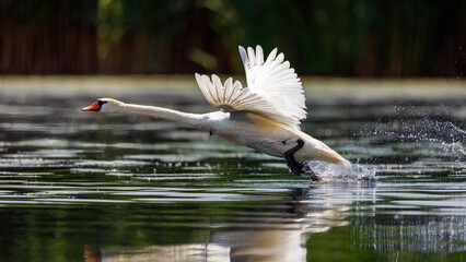 A white mute swan in the wilderness of the danube delta in romania
