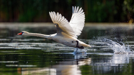 A white mute swan in the wilderness of the danube delta in romania
