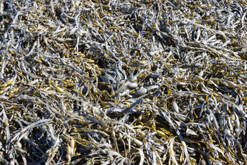 close up of a net with sea grass. 