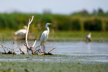 Great white egret in the swamps of the Danube Delta in Romania
