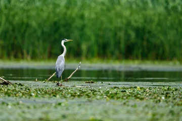 Foto op Plexiglas A grey heron in the wilderness of the Danube Delta in Romania © hecke71