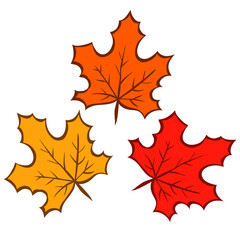 Set of autumn maple leaves. Maple tree. Yellow, orange and red. Nature and plants. Cartoon vector illustration isolated on white background. Hand drawn sketch