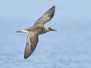 Ruff (Calidris pugnax)